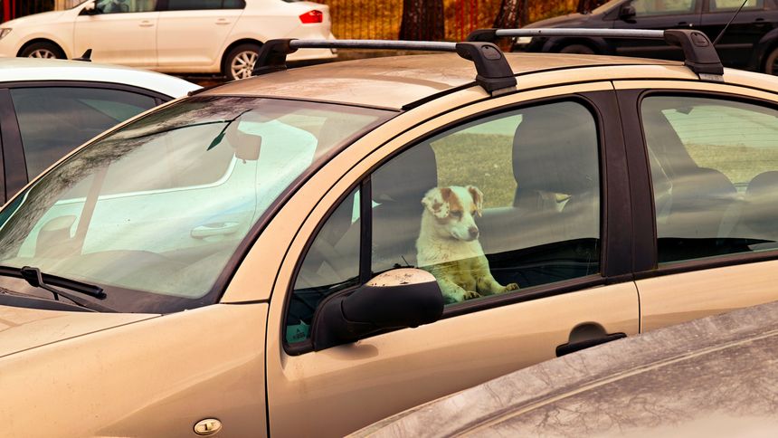 A charming photograph taken from outside of a parked tan car with a roof rack. A small, white and brown spotted dog sits in the driver's seat, resting its paws on the door frame, and looks out of the open side window. Other cars are visible on the lot in the background. The dog is alert and watchful.