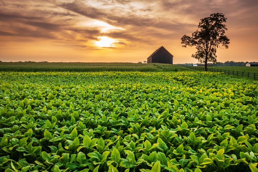Scenic view of tobacco farm in Central Kentucky at sunset