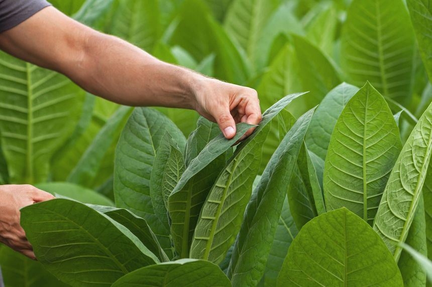 Closeup picture of tobacco leafs being inspected by a farmer