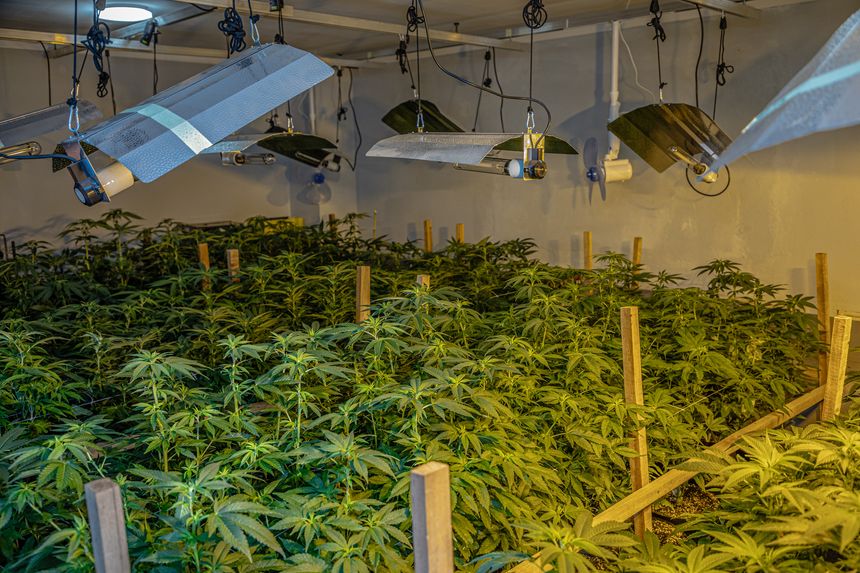 Portrait of young Cannabis plants growing indoors under artificial light in a controlled environment