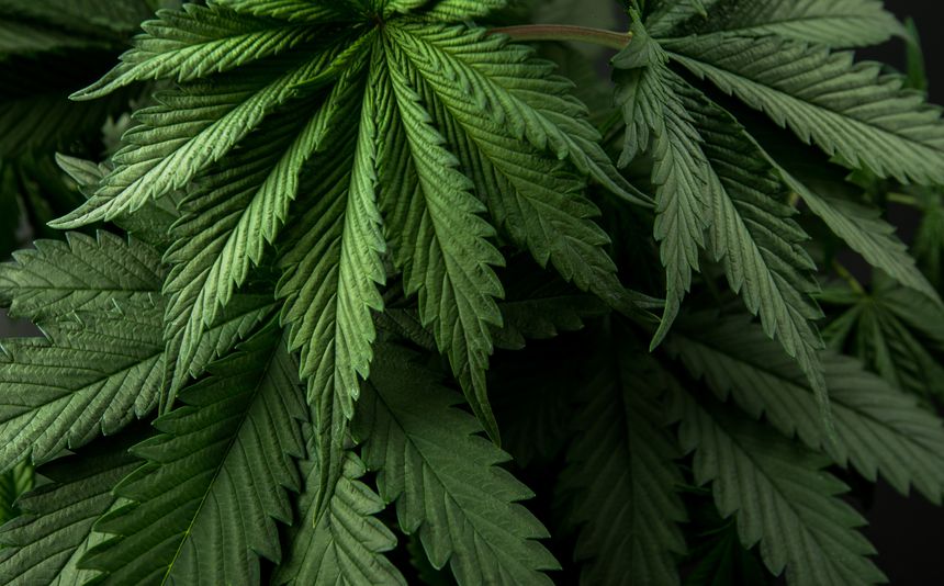 marijuana cannabis leaves for wallpaper or your publication on the resource