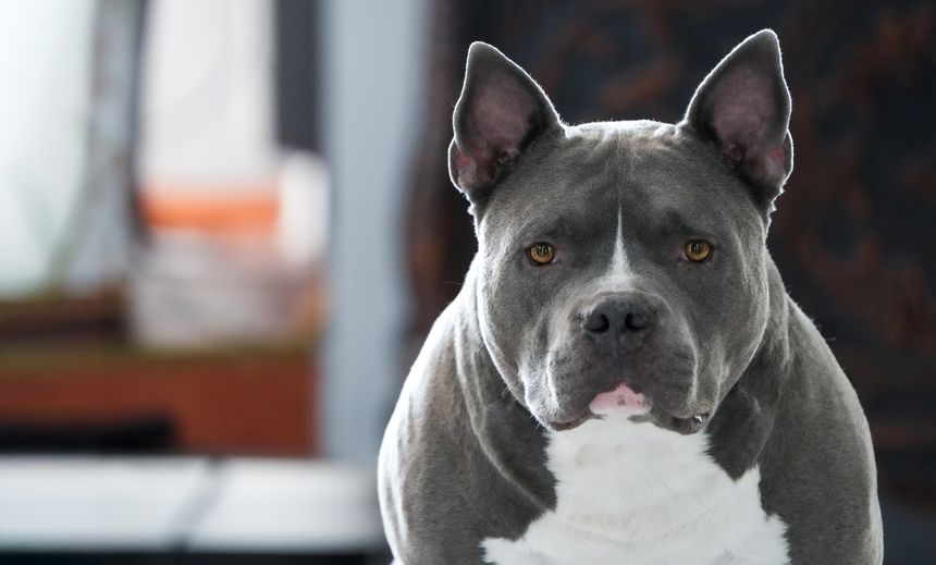 Young male American Bully dog
