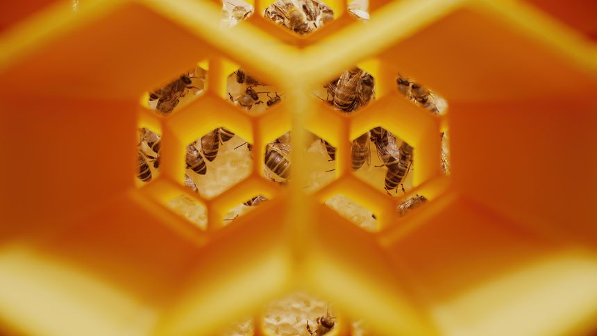 Close-up view of bees moving inside bright yellow honeycomb, within hive. Natural pollination and teamwork, productivity, ecosystem harmony. Agriculture, beekeeping, sustainability, nature education.