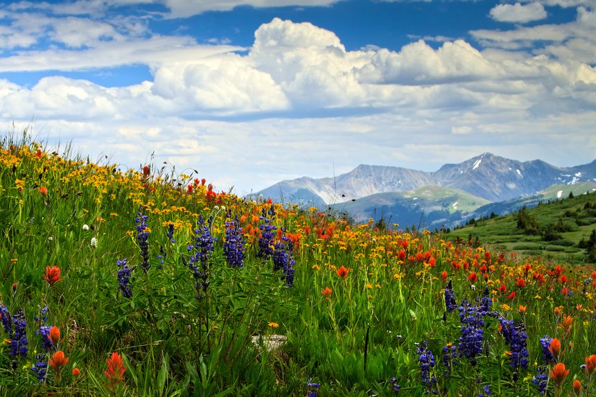 Wild Flowers in Colorado Mountains