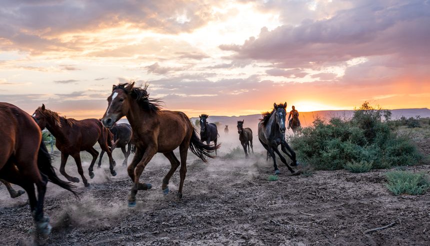 Horses running and kicking up dust. Yilki horses in Kayseri Turkey are wild horses with no owners