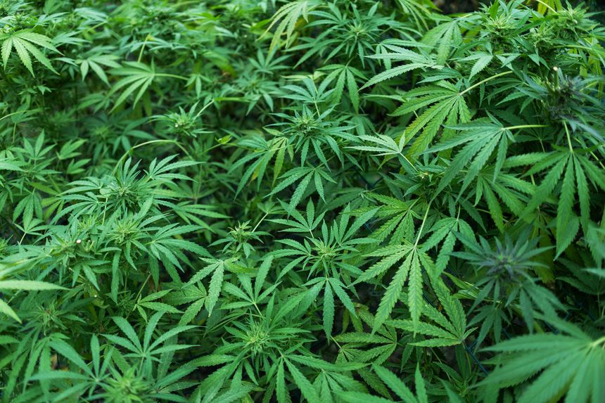 Background from marijuana plants. Hemp leaves and seeds. Legalization of marijuana, Drug factory, Industrial cultivation of cannabis.