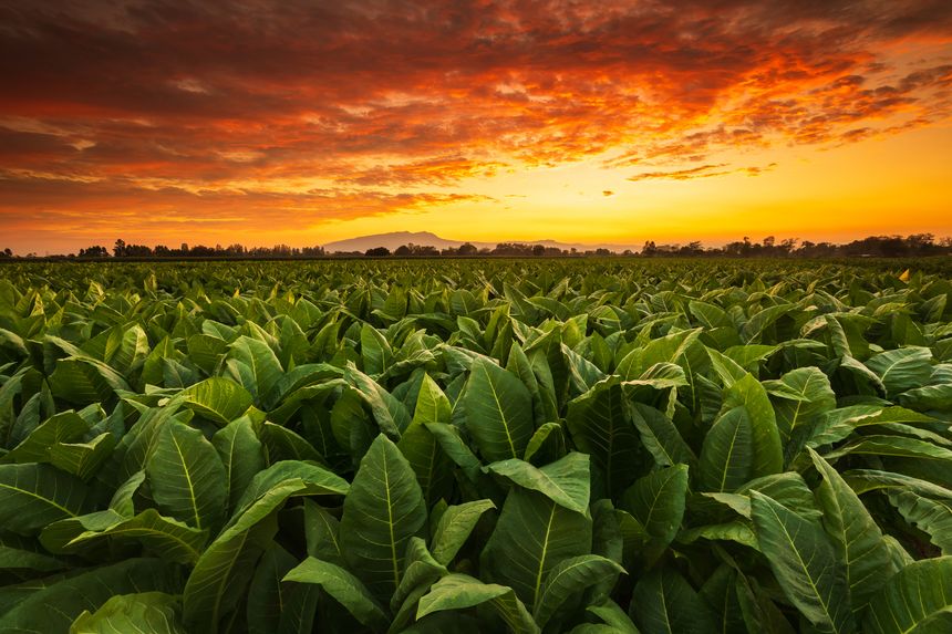 View of young green tobacco plant in field at Sukhothai province northern of Thailand