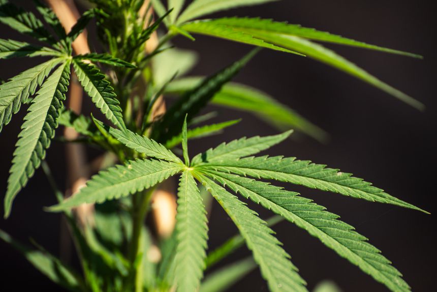 Vibrant green leaf of a marijuana plant under sunlight.