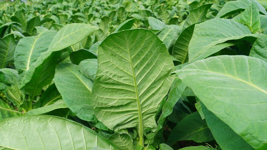 Detailed portrait of tobacco plants in a farm field. This outdoor scene captures the sprawling plants and rich green leaves of the Nicotiana tabacum species, illustrating the healthy cultivation of the crop.