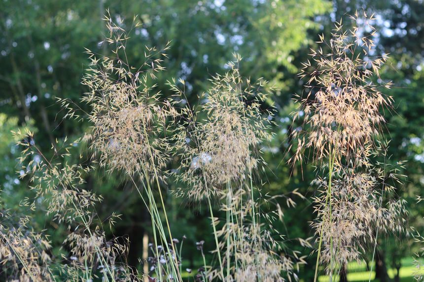 Stipa gigantea or golden oats in a garden