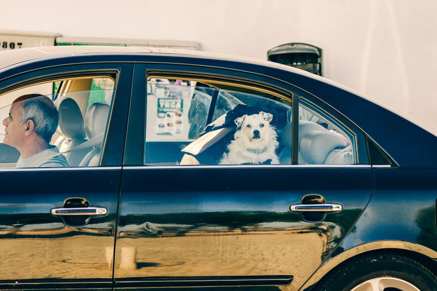 Lagos, Portugal, November 8, 2025. A small white dog peers out the rear window of a black car while the driver waits, capturing a humorous and candid street moment.