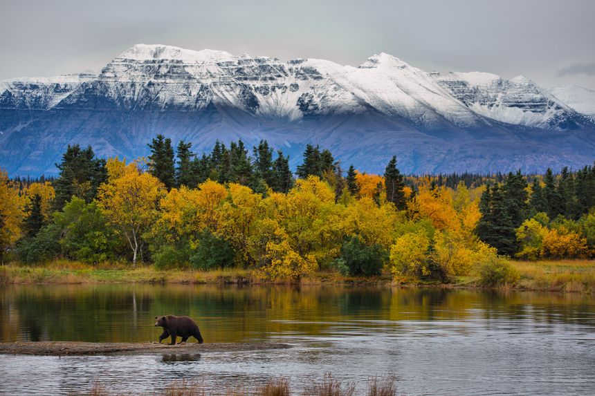 A bear seeks salmon along the river edge with a beautiful fall background and winter looming