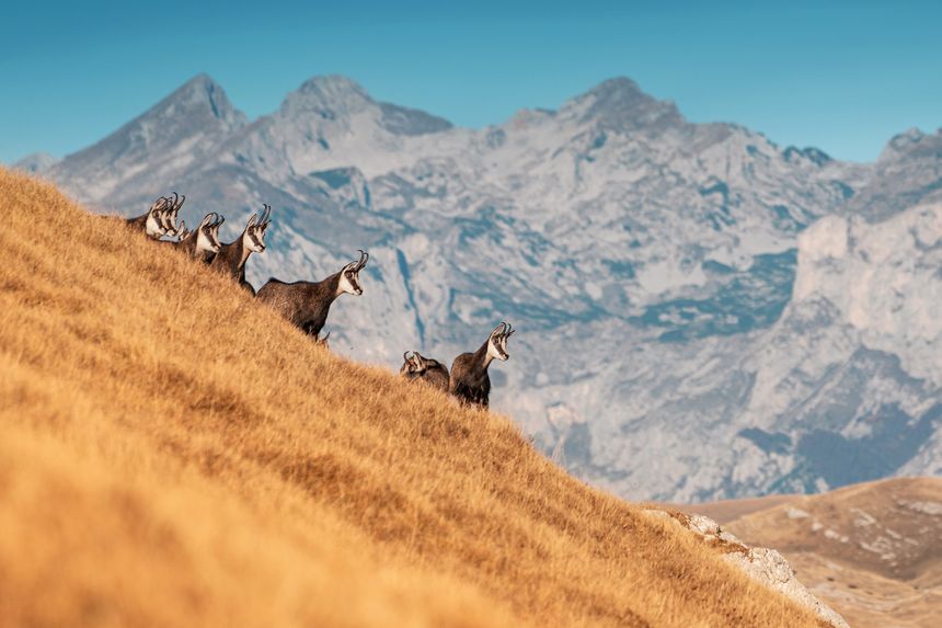 Wild chamois graze peacefully on a golden mountain slope, with a breathtaking vista of towering peaks stretching across the horizon