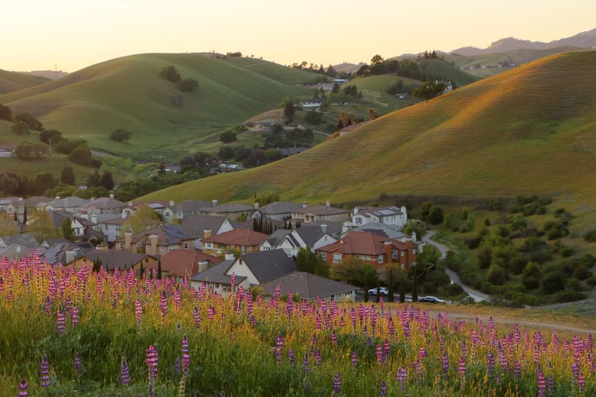The setting sun makes the Lupines glow in the hillss