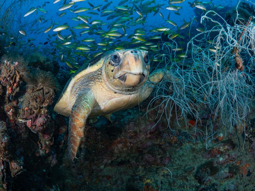 Loggerhead turtle resting on the wreck of the Yongala, in the Great Barrier Reef Marine Park.