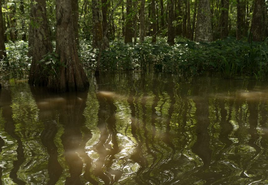 Abstract reflections of trees and greenery in still swamp water in Louisiana. The soft patterns create a calm and artistic natural background
