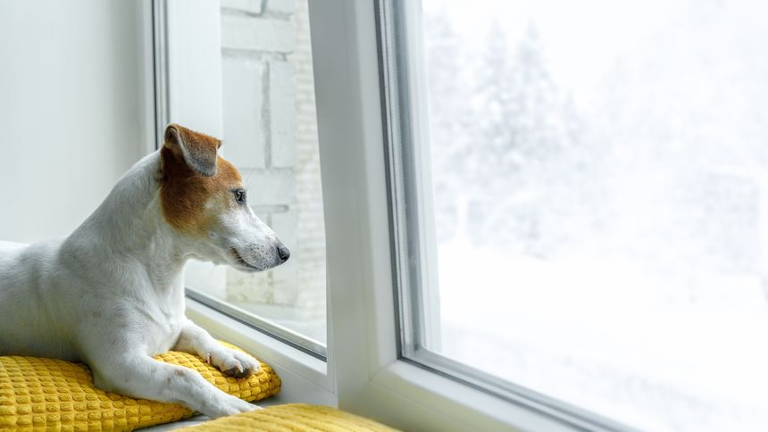 Jack russell sitting on window and wait owner.