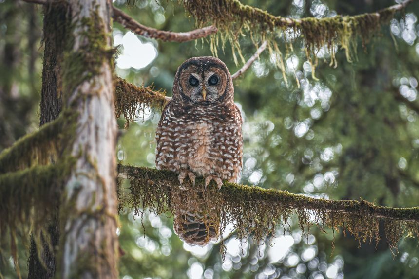 A Northern Spotted Owl (Strix occidentalis caurina) in an old growth forest.