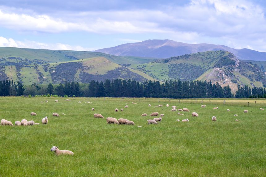 A typical sheep farm in the Canterbury Plains region of New Zealand