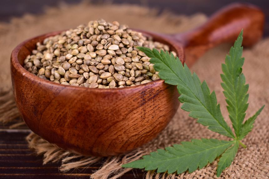 Hemp seeds in a large wooden scoop and hemp leaves. close-up.