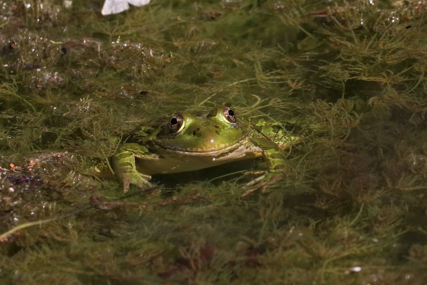 The Chiricahua leopard frog is a threatened amphibian native to Arizona, New Mexico, and northern Mexico, known for its distinctive spotted pattern, aquatic lifestyle, and declining populations due to habitat loss and disease.