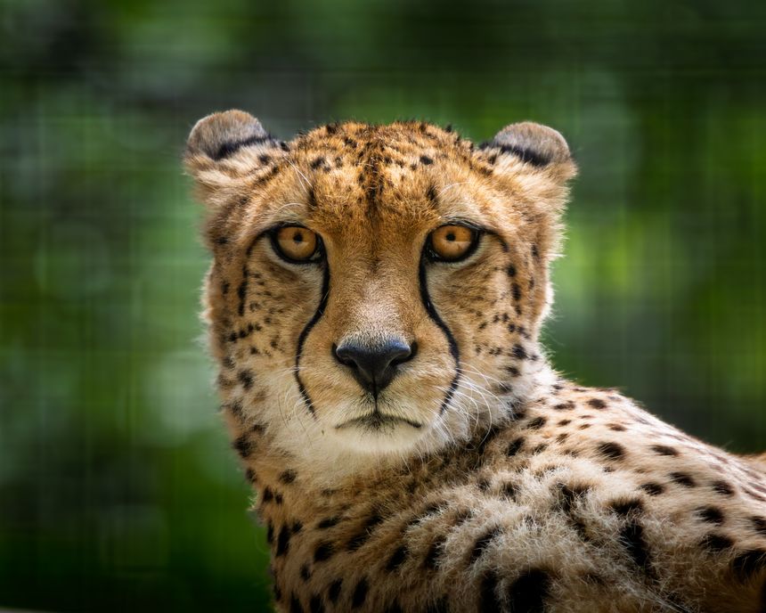 Cheetah is laying down in the dirt. The cheetah is looking at the camera. Close up
