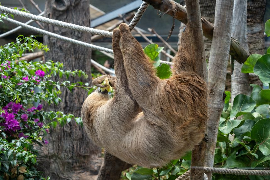 Relaxed sloth hanging on ropes in lush greenery at a tropical zoo.