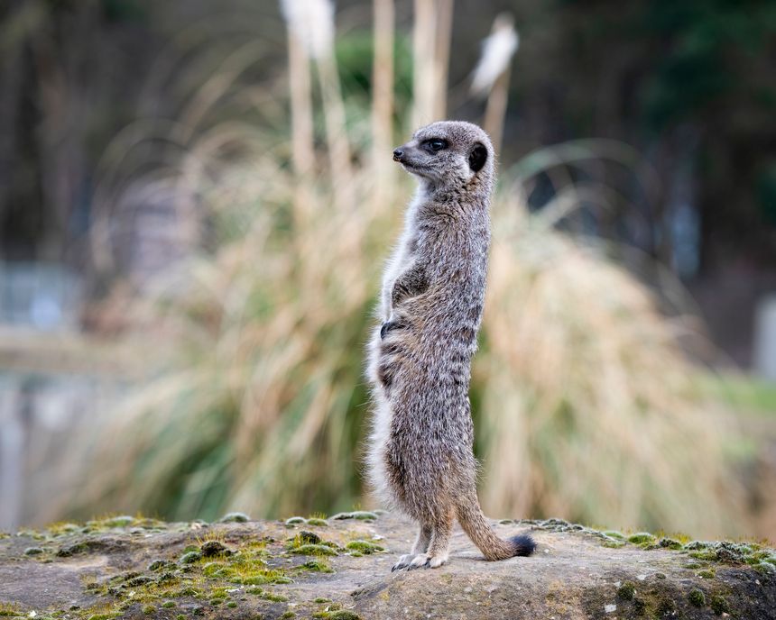 Adult Meerkat Standing Upright