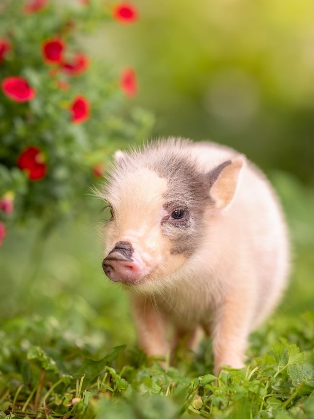 Small gray piglet minipig in the garden next to flowers. High quality photo