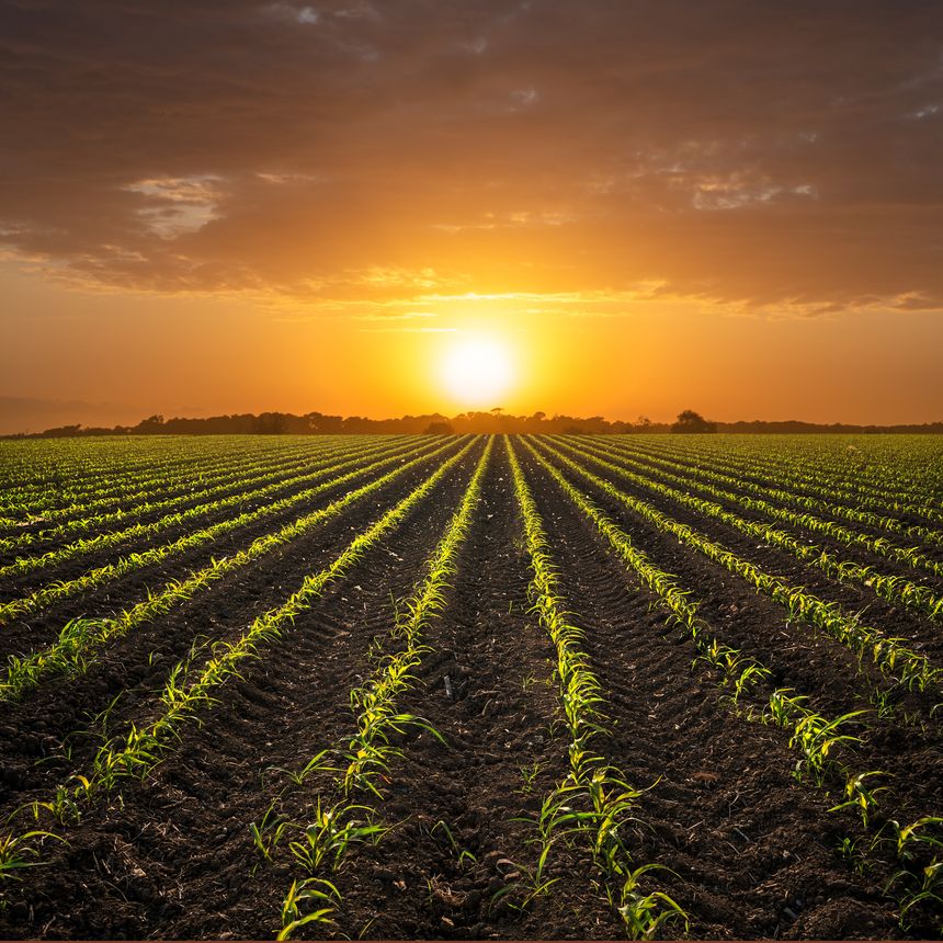 young corn plants on cornfield against sunset. High quality photo