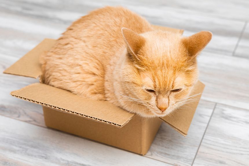 ginger cat sits in a small cardboard box. cats like to sit in boxes. strange behavior in cats. eccentricities of cats.