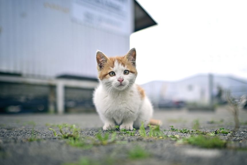Cute Stray kitten looking curious at camera Horizontal image with selective focus.
