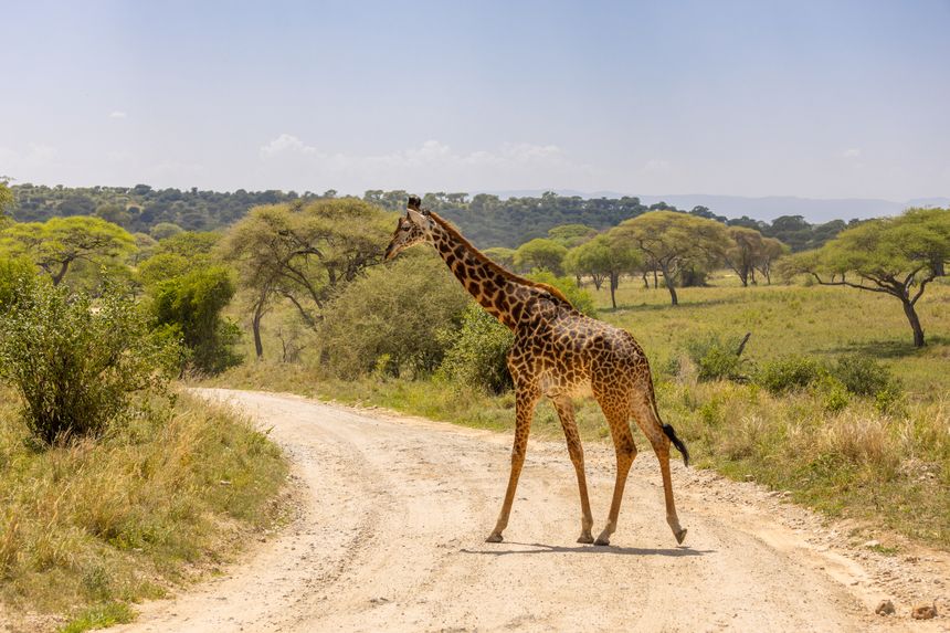 Giraffe walking through African savannah with tall acacia trees and dry grassland in Tanzania or Kenya. Wildlife scene showing long-necked mammal in natural habitat, grazing behavior among scattered trees, open savanna ecosystem, safari environment, biodiversity, and iconic African landscape background