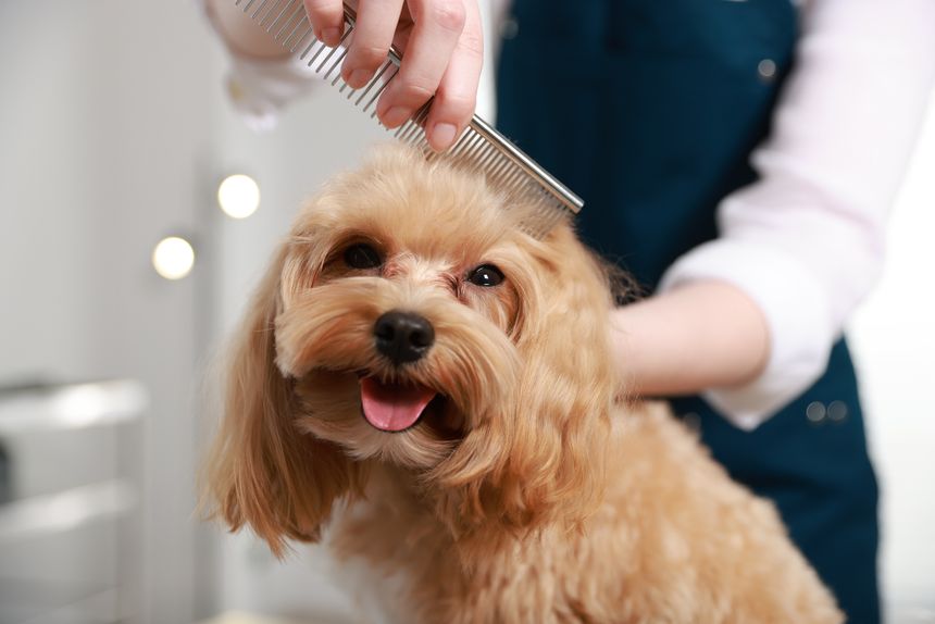 Woman brushing dog's hair with comb indoors, closeup. Pet grooming