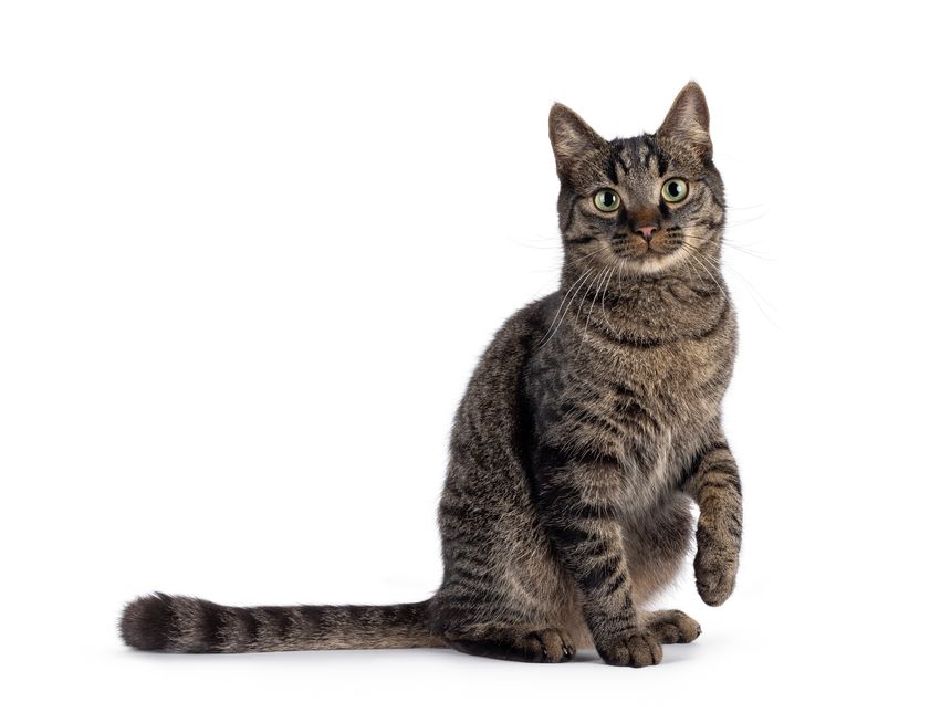 Classic tabby house cat, sitting up side ways with one paw playfully lifted. Looking towards camera. Isolated on a white background.