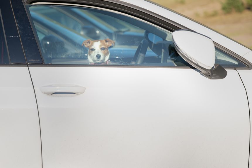 Small dog sitting inside car looking through side window. Concept of pet travel, transportation, and safety. Suitable for road trips, animal care, and lifestyle themes. Scene highlights curiosity, waiting, and everyday moments with pets.