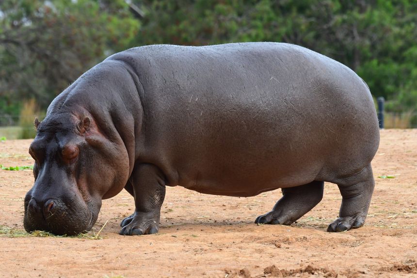 Hippopotamus in Werribee open range zoo Victoria Australia