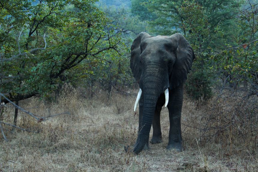 African Elephant found in Liwonde National Park, Malawi, Africa