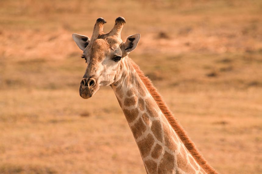Giraffe on Chobe - Savuti - Botswana