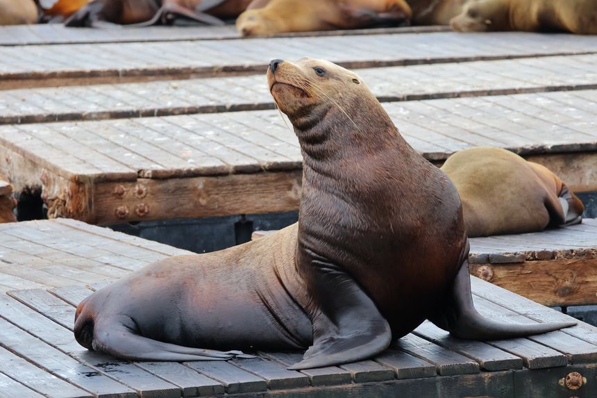 A Steller sea lion at Pier 39.