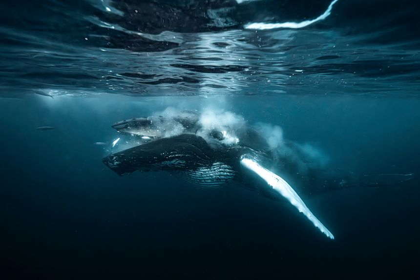 Humpback whale (Megaptera novaeangliae) feeding on Atlantic herring during the annual herring migration in Norway. underwater