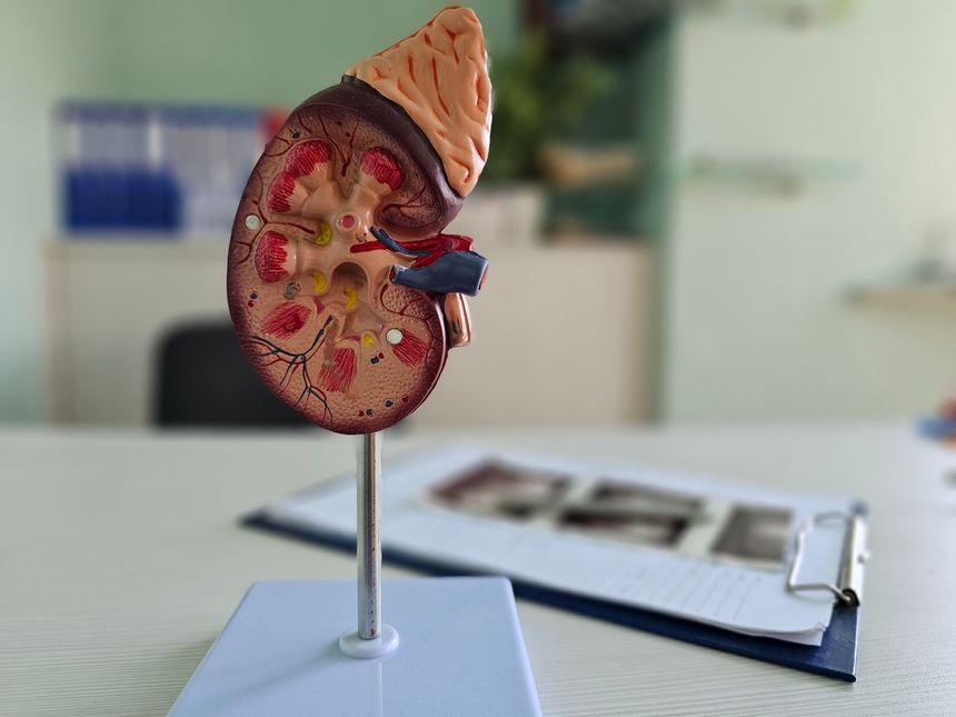 Detailed anatomical model of a human kidney displayed on a desk in a medical office with anatomical diagrams in the background