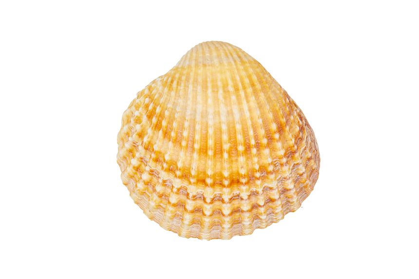 sea shell for summer beach seashell holiday decoration isolated