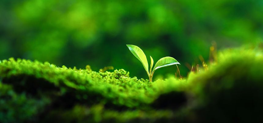 Saplings are sprouting in the forest, a symbol of hope. Blooming from the heart of the woods, amidst lush green moss, they grow quietly to become the new lungs and heart of this world.