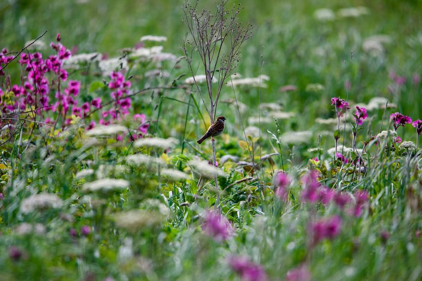 sparrow song bird perched amongst colourful wild flowers