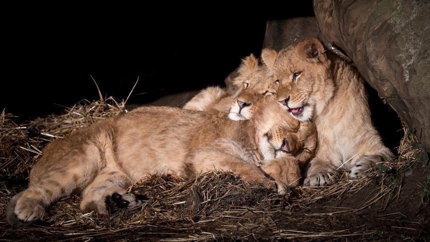 Young Lion Cubs Sleeping Together