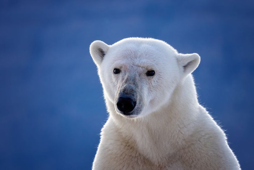 Adult female polar bear portrait, ursus maritimus, against bokeh blue ice background, with space for text. Vikinge Bay, Scoresby Sund, Greenland.