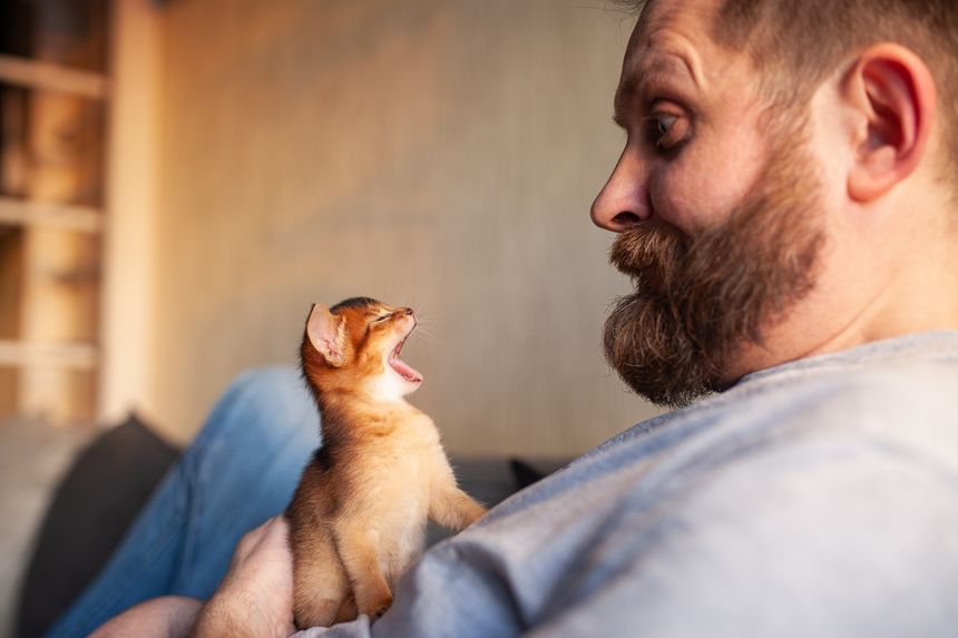 Tiny red kitten yawning while bearded man looking with surprise. Little abyssinian ruddy kitten sitting on mans chest. Sunny cozy morning, pet-human bonding.