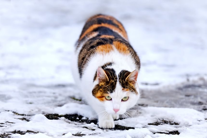 Calico cat playing on snow during winter. Horizontal image.