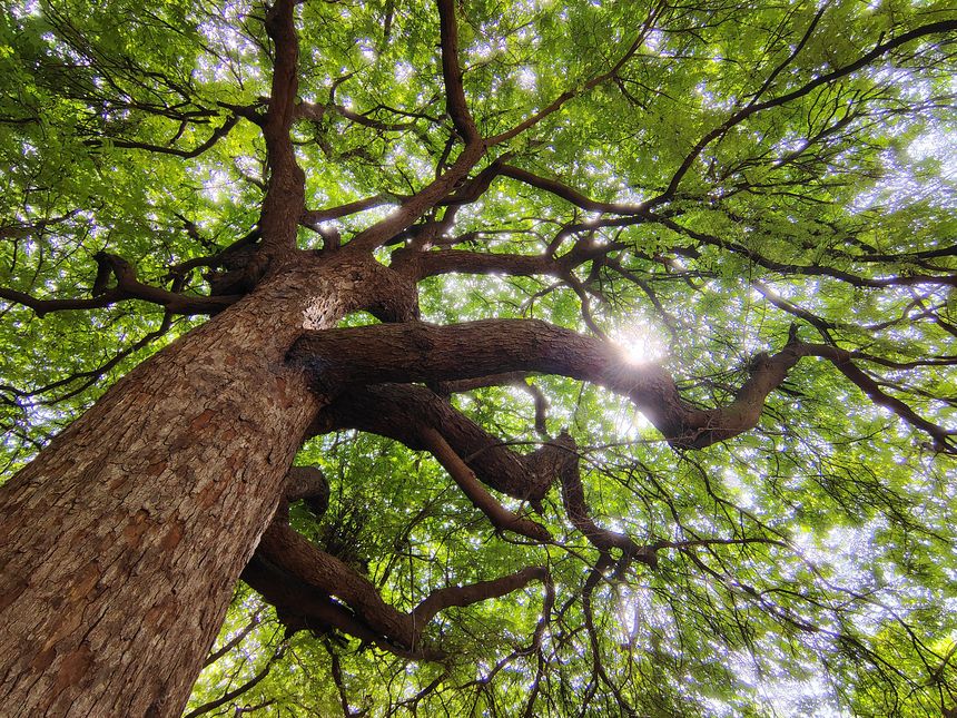wide-spreading canopy of a Rain Tree (Samanea saman), known for its distinctive feathery foliage and the beautiful dappled light created as sunlight filters through its leaves.